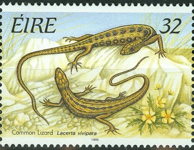 Irland 1995_Waldeidechse_Lacerta vivipara.jpg