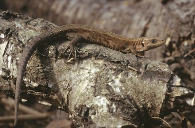 Lacerta_vivipara_2_hen_(Marek_Szczepanek).jpg