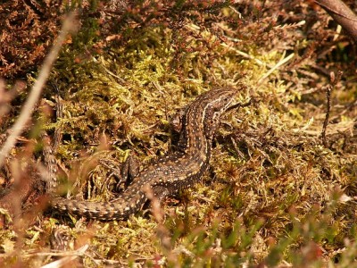 1024px-ViviparousLizardMaleSunbathing.JPG