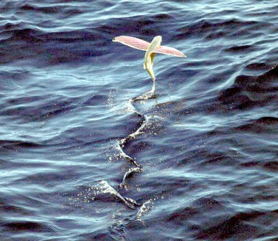 690px-Pink-wing_flying_fish.jpg