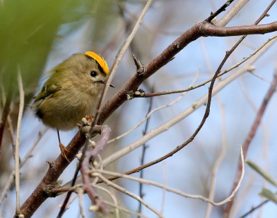 Regulus_regulus_-Vendee,_France-8.jpg