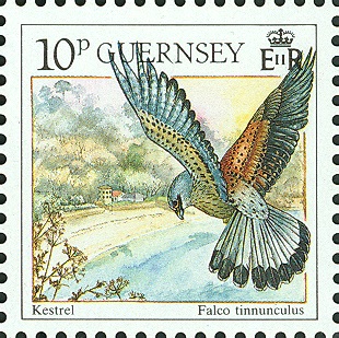 Guernsey 1990, MiNr. 503, Falco tinnunculus.jpg