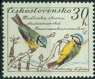 CSSR- BlauMeise.jpg