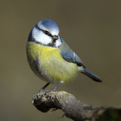 800px-ParusCaeruleus.jpg