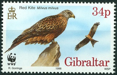 Gibraltar 1996 - Roter Milan -3.jpg