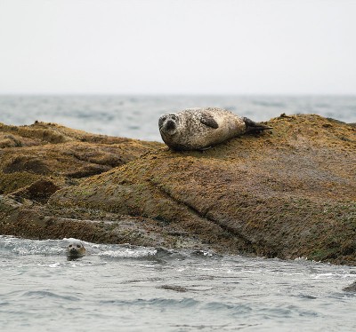 800px-Phoca_vitulina_LC0145.jpg