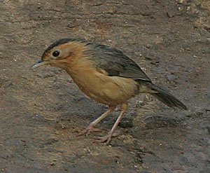 Flickr_-_Rainbirder_-_Brown-capped_Babbler_(Pellorneum_fuscocapillum)_(cropped).jpg