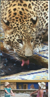 ZOO Hannover 2015, aktuelle Broschüre, Persicher Leopard.jpg