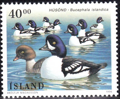 Vögel_0011.jpg