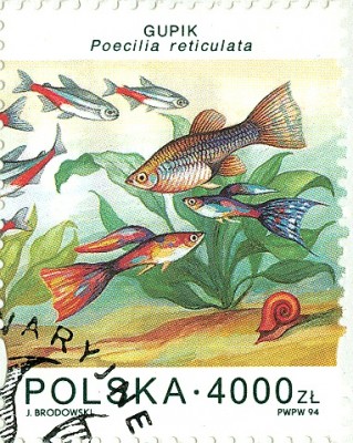 Polen 1994, MiNr. 3508, Aquarienfische, Guppies.jpg