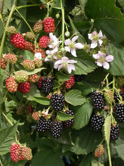 brombeere.jpg