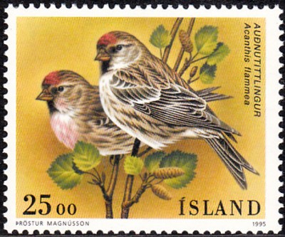 Vögel_0008.jpg