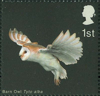 GB Schleiereule Tyto alba 3.jpg