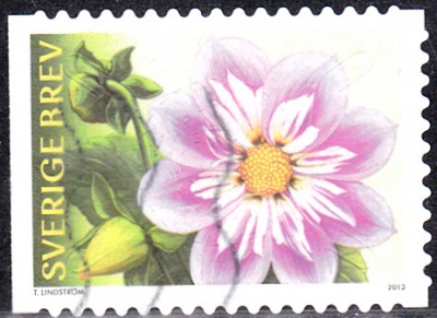 Dahlie_0003.jpg