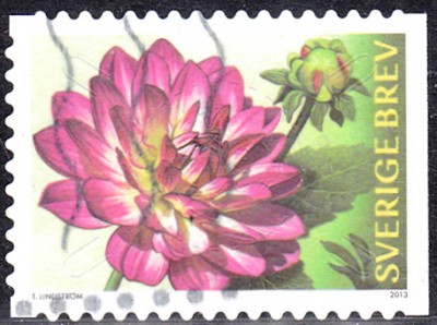 Dahlie_0004.jpg