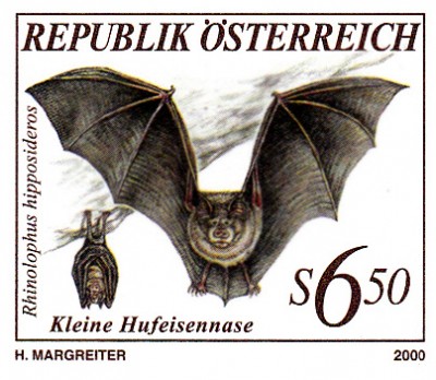 Fledermaus_0001.jpg