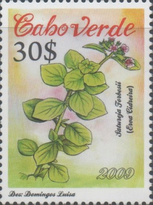 CV 2009 949 - Pflanzen.jpg