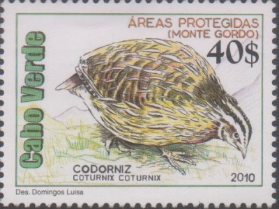 CV 2010 961 - Monte Gordo.jpg