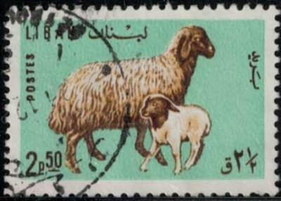 Libanon Schaf m. Lamm06022016.jpg (19.66 KiB) 4054-mal betrachtet Libanon Schaf m. Lamm06022016.jpg