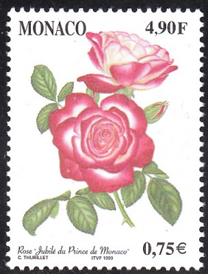 Rose.jpg