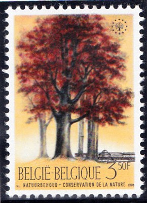 Bäume_0060.jpg
