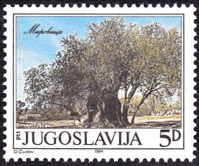Bäume_0110.jpg