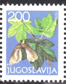 Bäume_0112.jpg