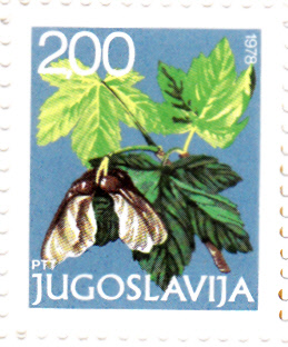 Bäume_0119.jpg