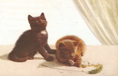 FS 4 Katzen.jpg