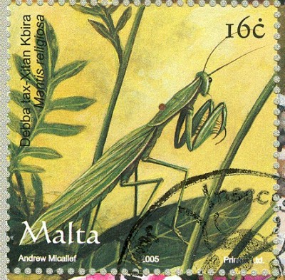 malta_2005_16c_gottesanbeterin.jpg
