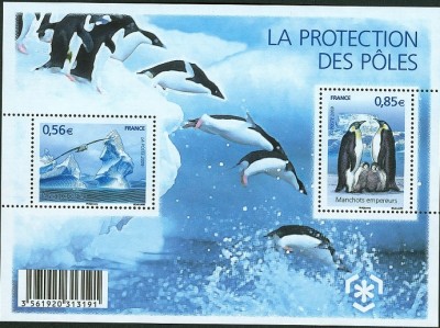 pinguin1-1.jpg