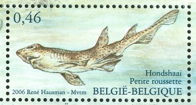 belgien_nordsee_hai.jpg
