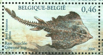belgien_nordsee_plattfisch.jpg