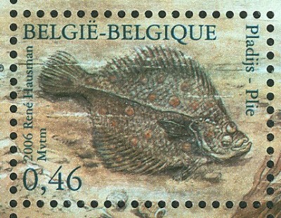 belgien_nordsee_flunder.jpg