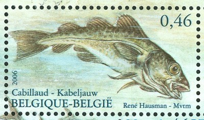 belgien_nordsee_kabeljau.jpg