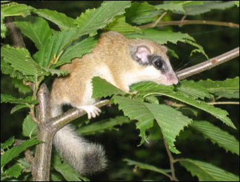 Dryomys_nitedula.jpg