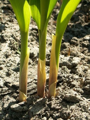 450px-Convallaria_majalis_ziarnek1.jpg