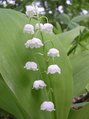450px-Convallaria-oliv-r2.jpg