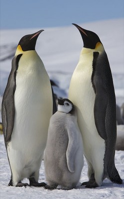373px-Aptenodytes_forsteri_-Snow_Hill_Island,_Antarctica_-adults_and_juvenile-8.jpg