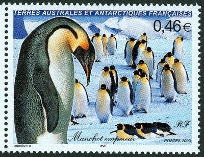 pinguin-france-antartika.jpg