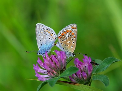 799px-Hauhechel-Bläuling,_Polyommatus_icarus_Paarung_1.JPG