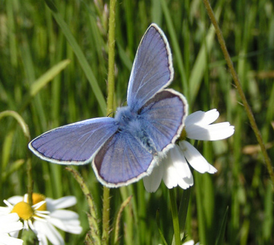 Polyommatus_icarus_5.jpg