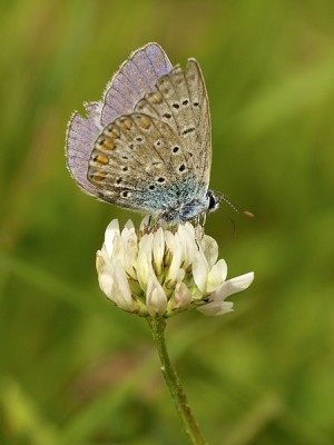 Polyommatus_icarus_LC0341.jpg