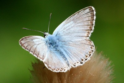 800px-Polyommatus_coridon_male_Lehrensteinsfeld_20080802_6.jpg