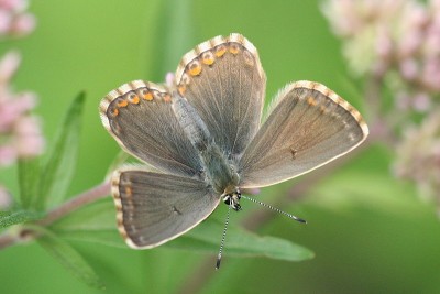 800px-Polyommatus_coridon_female_Lehrensteinsfeld_20080728.jpg