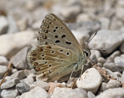 761px-Polyommatus_coridon02.jpg