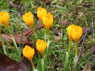 800px-Crocus_ancyrensis002.jpg