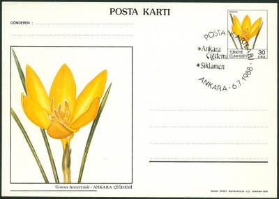 türkische-postkarte-crocus.jpg