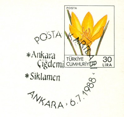 türkische-postkarte-crocus-detail.jpg