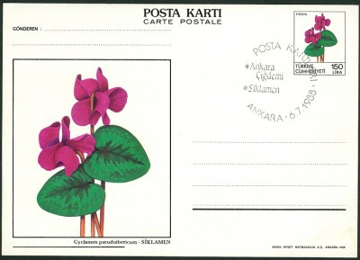 türkische-postkarte-alpenfeilchen.jpg